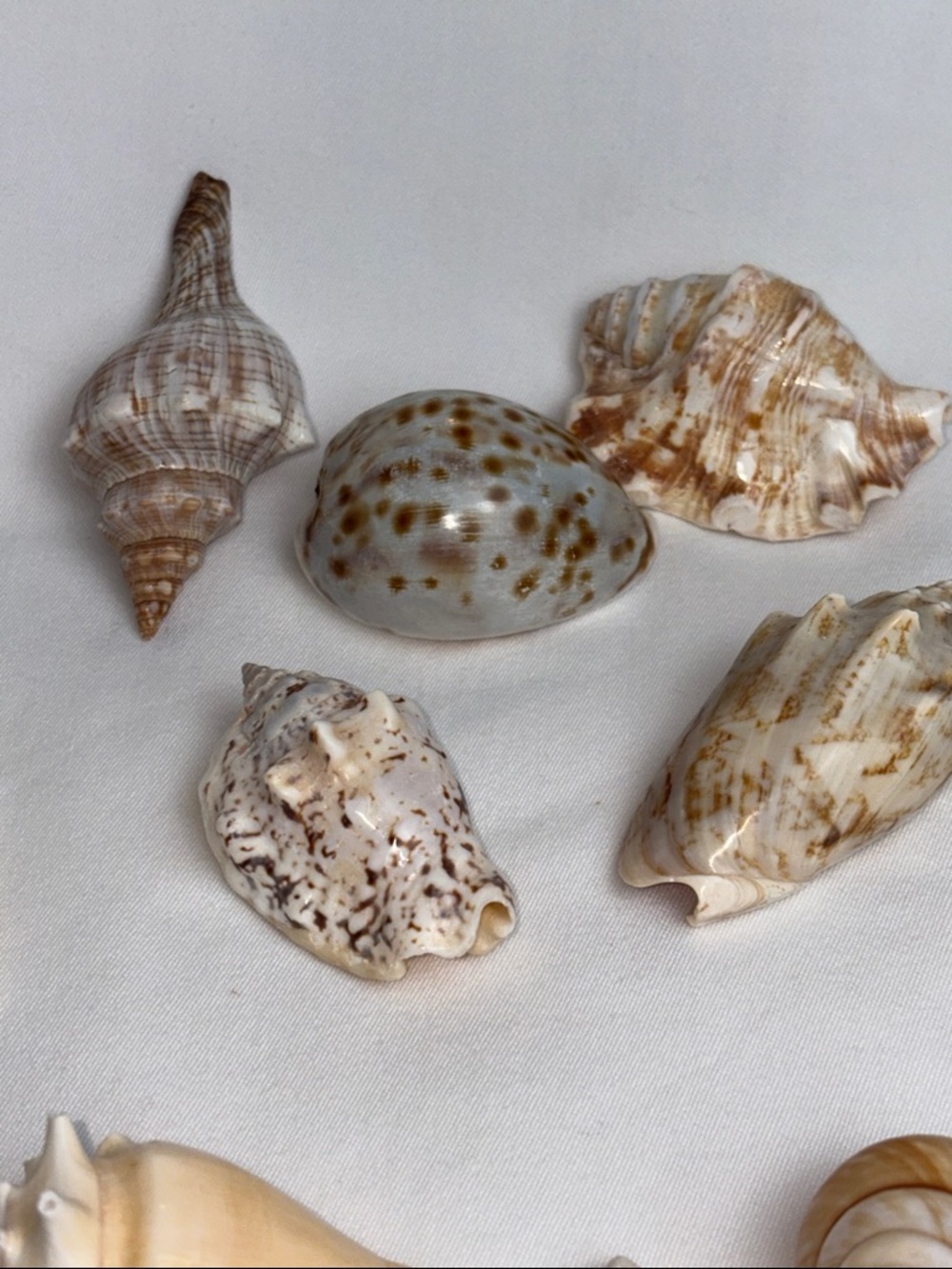 20pc Boutique Natural Shell Collection - Excellent Condition - Picture 12 of 14